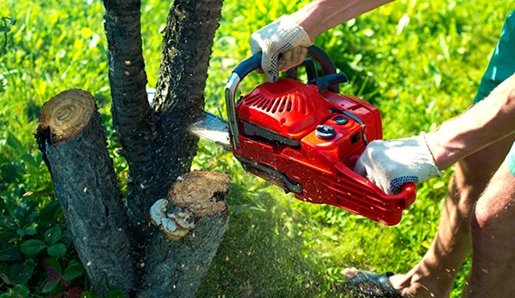 Tree Trimming Services