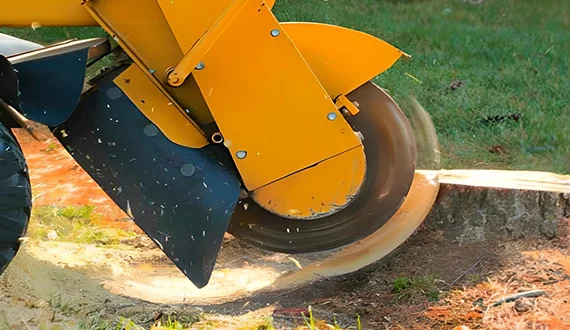 Close-up of stump grinder cutting tree stump, wood chips flying outside.