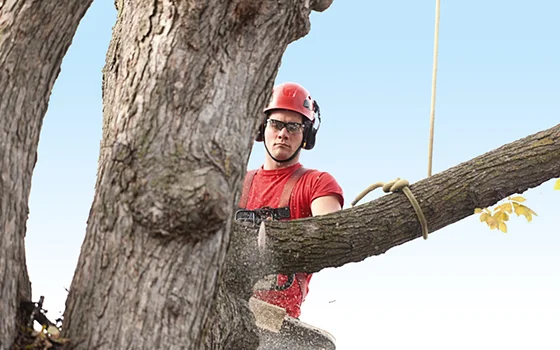 Emergency Tree Removal