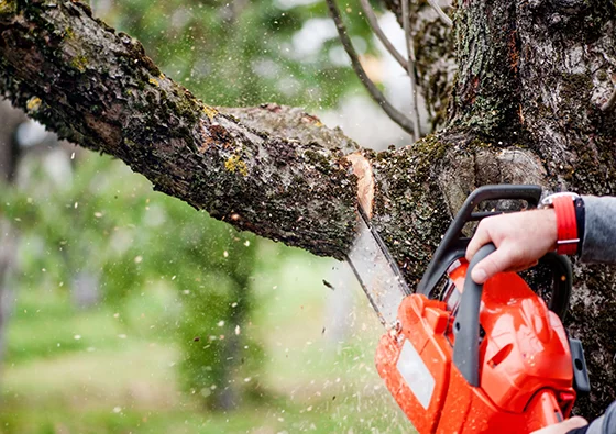 Close-up of person using an orange chainsaw to cut a thick tree branch outdoors.