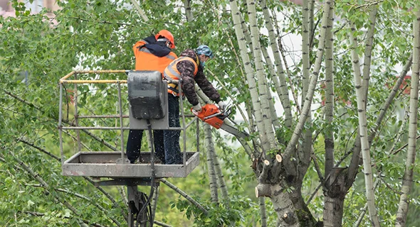 Worker in orange safety helmet cutting tree branches with a chainsaw in a wooded area.