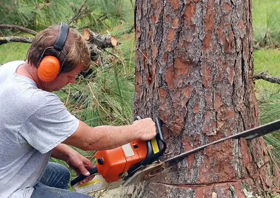 Person using chainsaw to trim branches on a large tree trunk in an outdoor setting.
