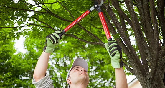 Person using pruning shears to trim green leaves from a tree branch outdoors.