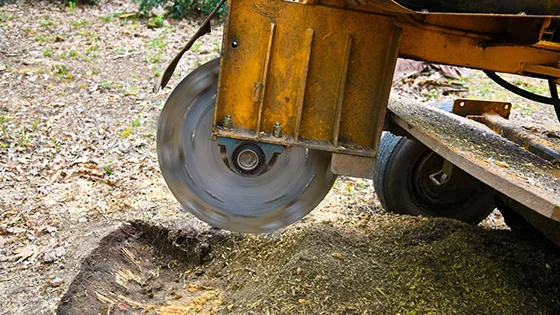 Close-up of stump grinding machine cutting a tree stump with wood chips flying.