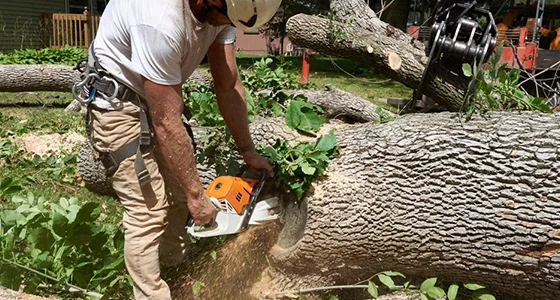 Tree Removal Services