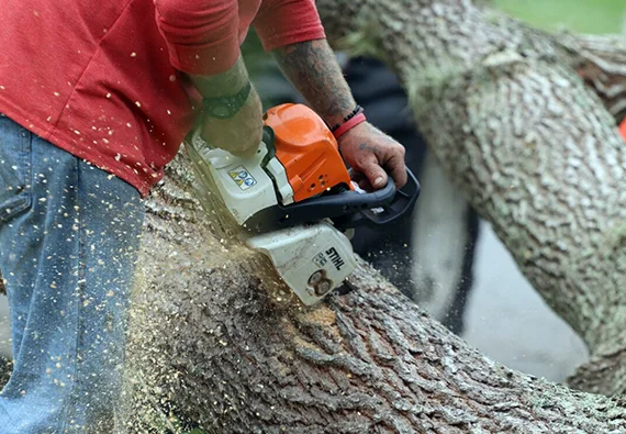 Worker in red shirt cutting a tree branch with a chainsaw during tree trimming.
