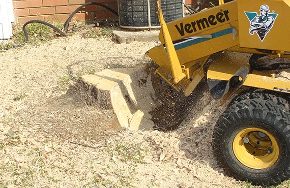 Yellow stump grinder working on a tree stump in a yard with chopped wood pieces.